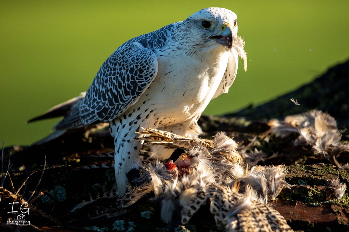  5D49872 21 november 2021 1211 26